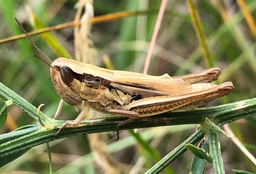 Euchorthippus declivus